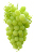 Gruner Veltliner