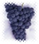 Cabernet Sauvignon