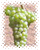 Chardonnay