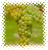 Muscat