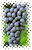 Nebbiolo