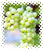 Riesling