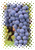 Zinfandel